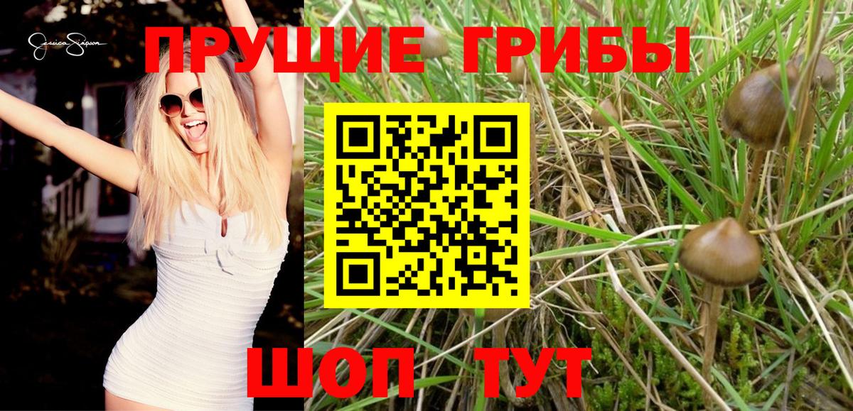 Псилоцибиновые грибы Psilocybine cubensis Дербент
